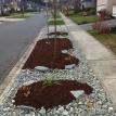 Drought tolerant landscaping