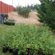 Raingarden plants arrive:  10/21/2010 