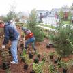 Planting begin:  10/23/2010 