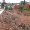 Raingarden winter